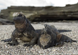 Marine Iguana's. Santiago. Galapagos. S5 PRO, 18-200mm. by Derek Haslam 